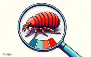 Are Fleas Red in Color? No, Explanation!