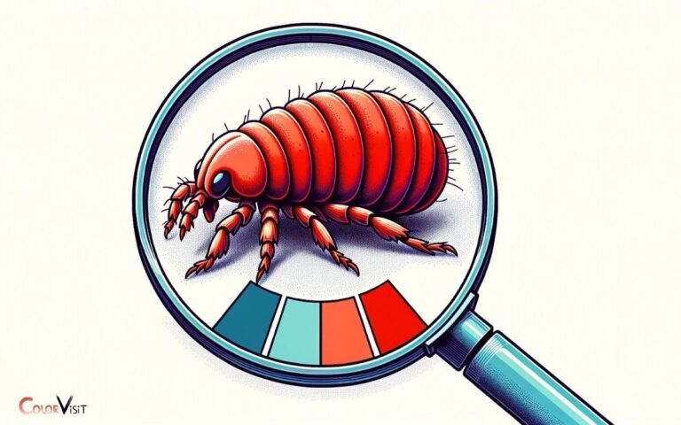 Are Fleas Red In Color? No, Explanation!