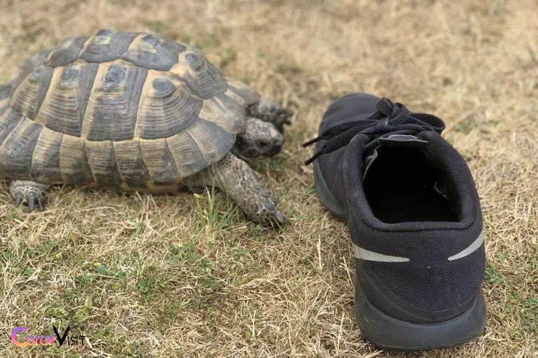 Do Turtles Hate the Color Black