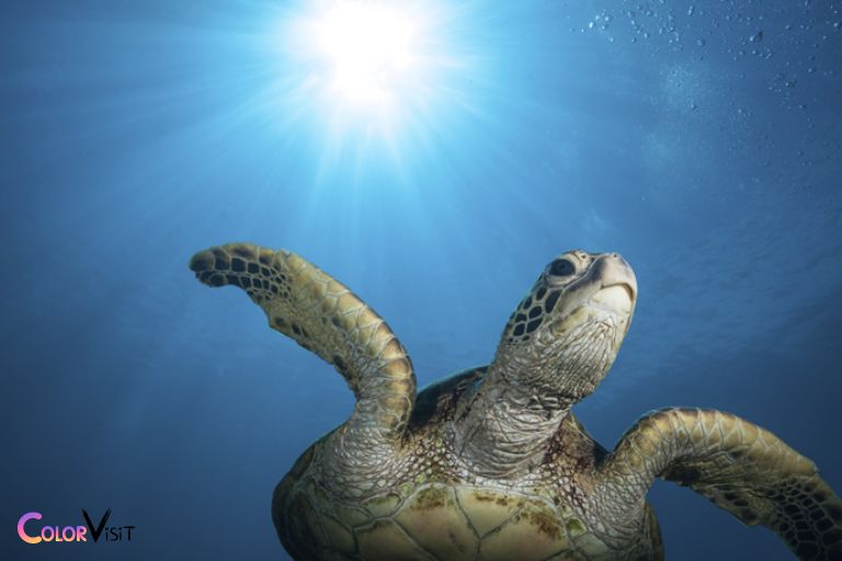 How Do Turtles Differentiate Between Light and Dark