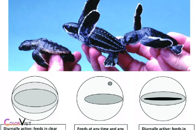 Turtle Perception An Overview
