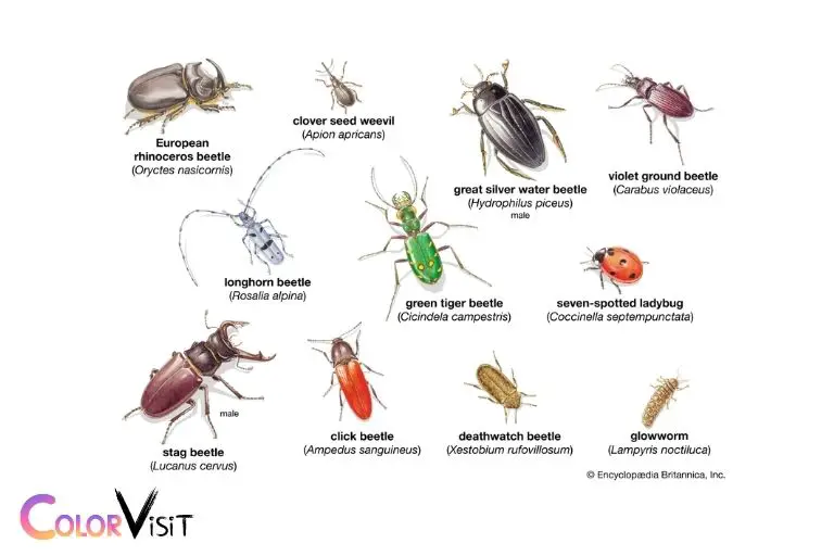 Which Insect Group Is Capable of Seeing the Color Red