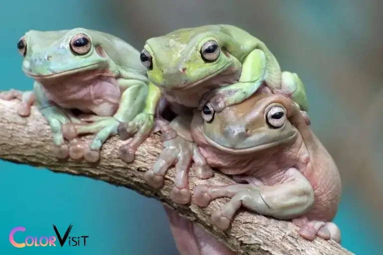 do white tree frogs change color
