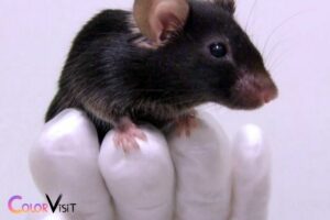 In Mice Black Color Is Dominant to White? Not Necessarily!
