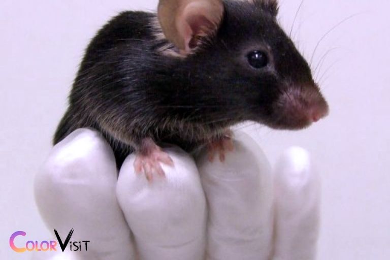 in mice black color is dominant to white