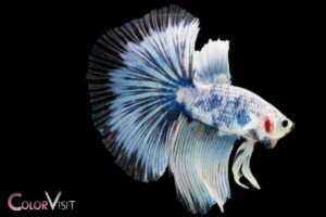 Betta Fish Losing Color Turning White? Stress, Illness!