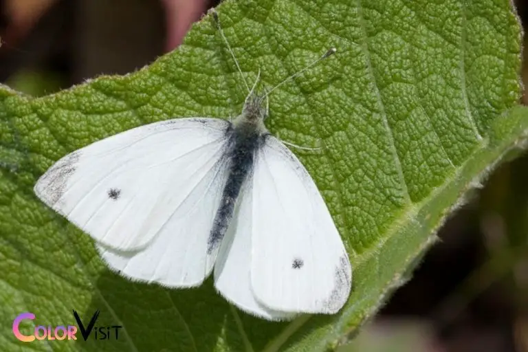 what determines the color of western white butterflies