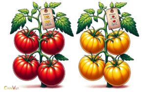 In Tomatoes Red Fruit Color Is Dominant to Yellow? Yes!