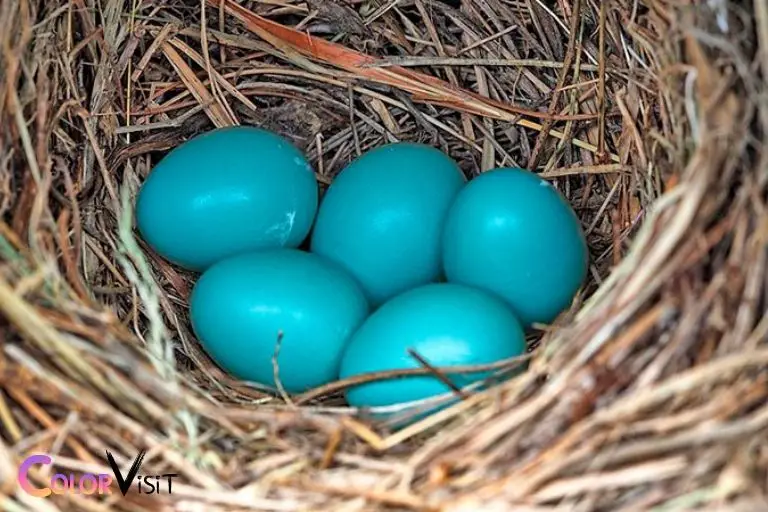 what color are blue bird eggs