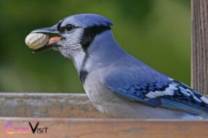 What Color Are Blue Jays? Black Markings!