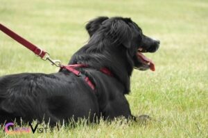 What Color Collar for Black Dog? Vibrant Red, Orange or Pink