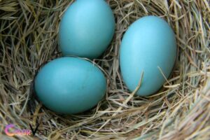 What Color Is Robin Egg Blue? Pale!