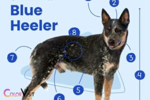 When Do Blue Heeler Puppies Get Their Color: 4-6 Weeks!
