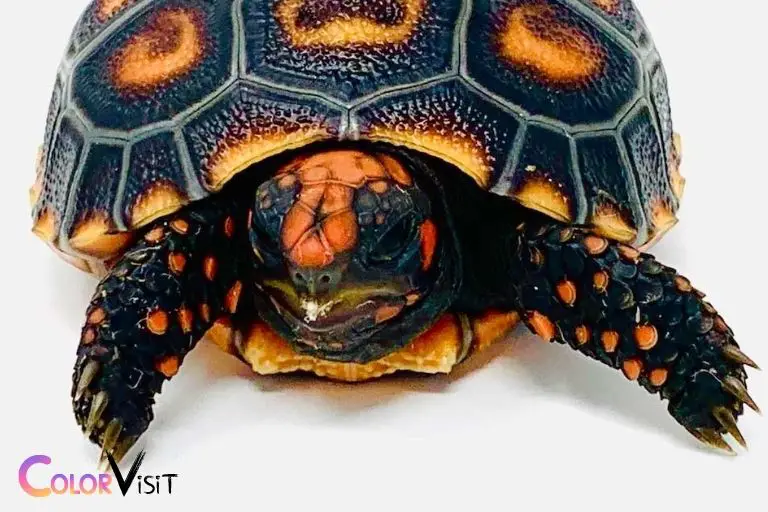why do turtles headbutt the color black