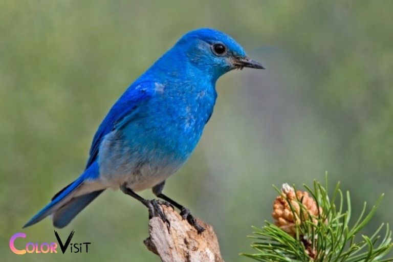 birds that are blue in color