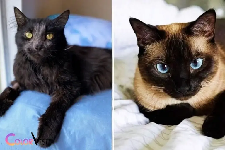 can black kittens change color