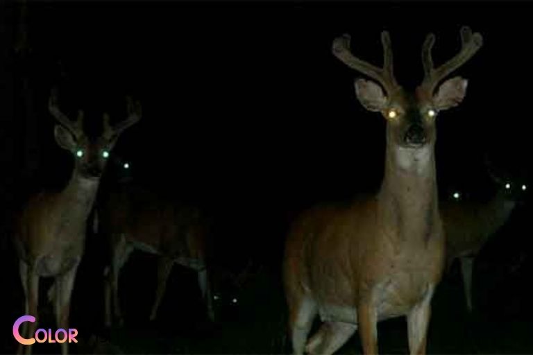 can deer see the color black