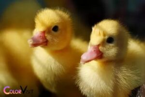 What Color Do Yellow Ducklings Turn? Cream-Colored!