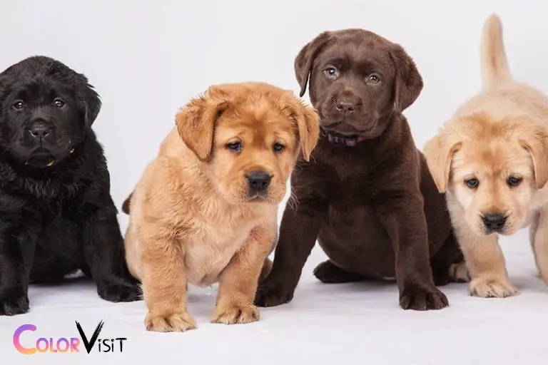what color puppies will a chocolate and black lab have