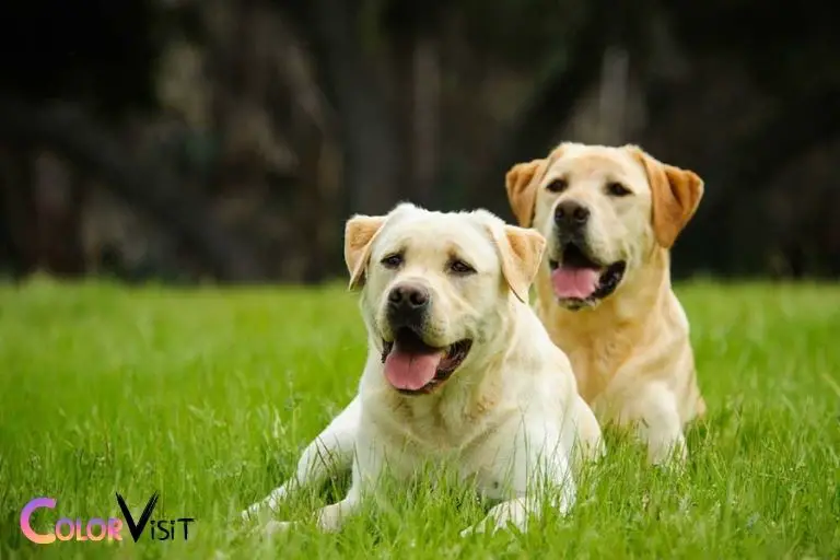 what color puppies will a chocolate and yellow lab have