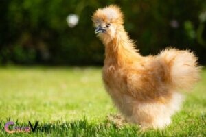 What Color Will a Yellow Silkie Chick Be? White!