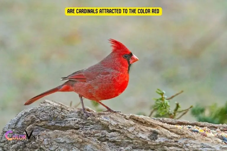 Are Cardinals Attracted to the Color Red