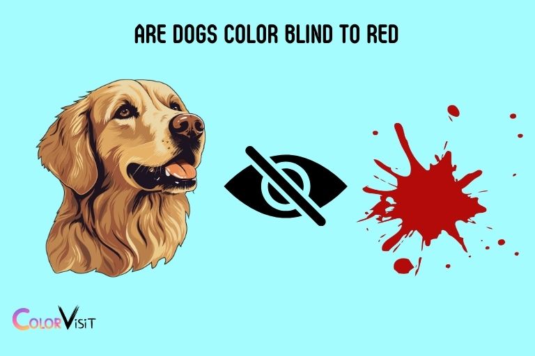 Are Dogs Color Blind to Red