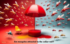 Are Mosquitoes Attracted to the Color Red? No, Explain!