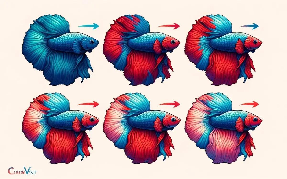 Betta Fish Change Color From Blue To Red