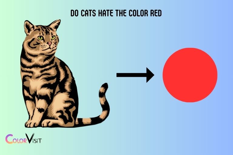 Do Cats Hate the Color Red