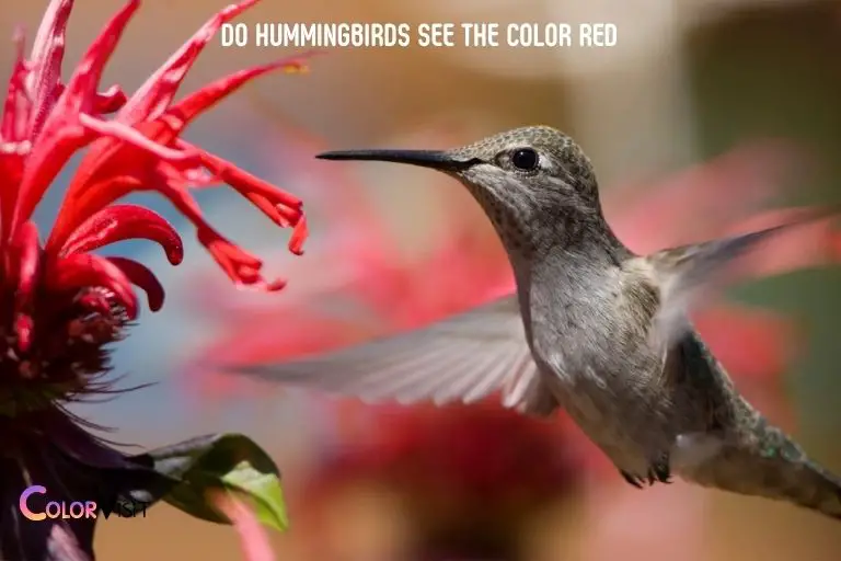 Do Hummingbirds See the Color Red