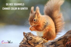 Do Red Squirrels Change Color in Winter