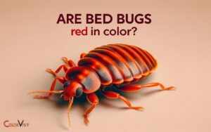 Are Bed Bugs Red in Color? Yes, Explanation!