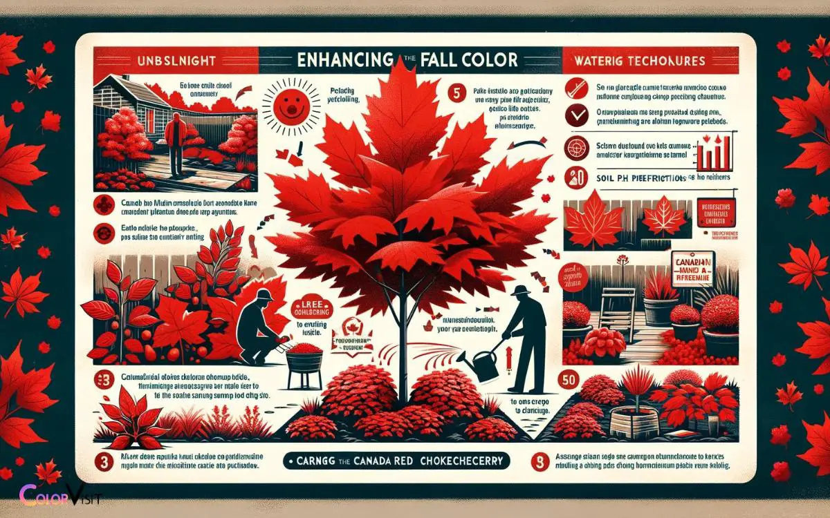 Tips for Enhancing Fall Color of Canada Red Chokecherry