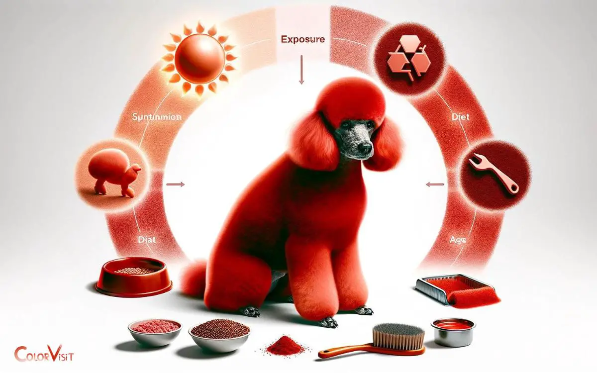 Factors Influencing Red Poodle Coat Changes