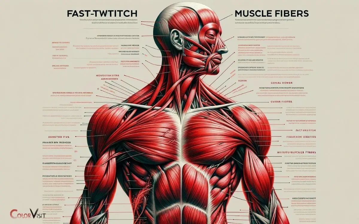 Fast Twitch Muscles Are Red in Color
