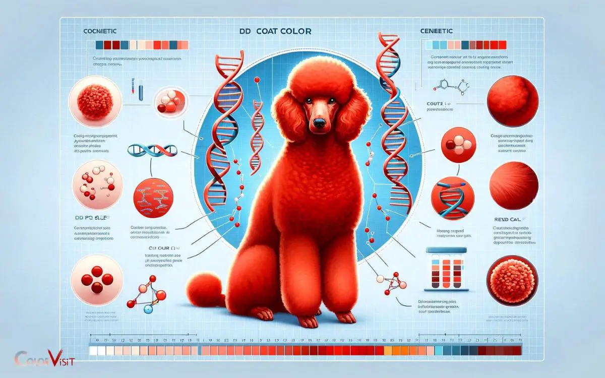Genetics of Red Poodle Coat Color