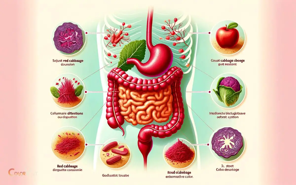 Impact of Red Cabbage on Digestive System