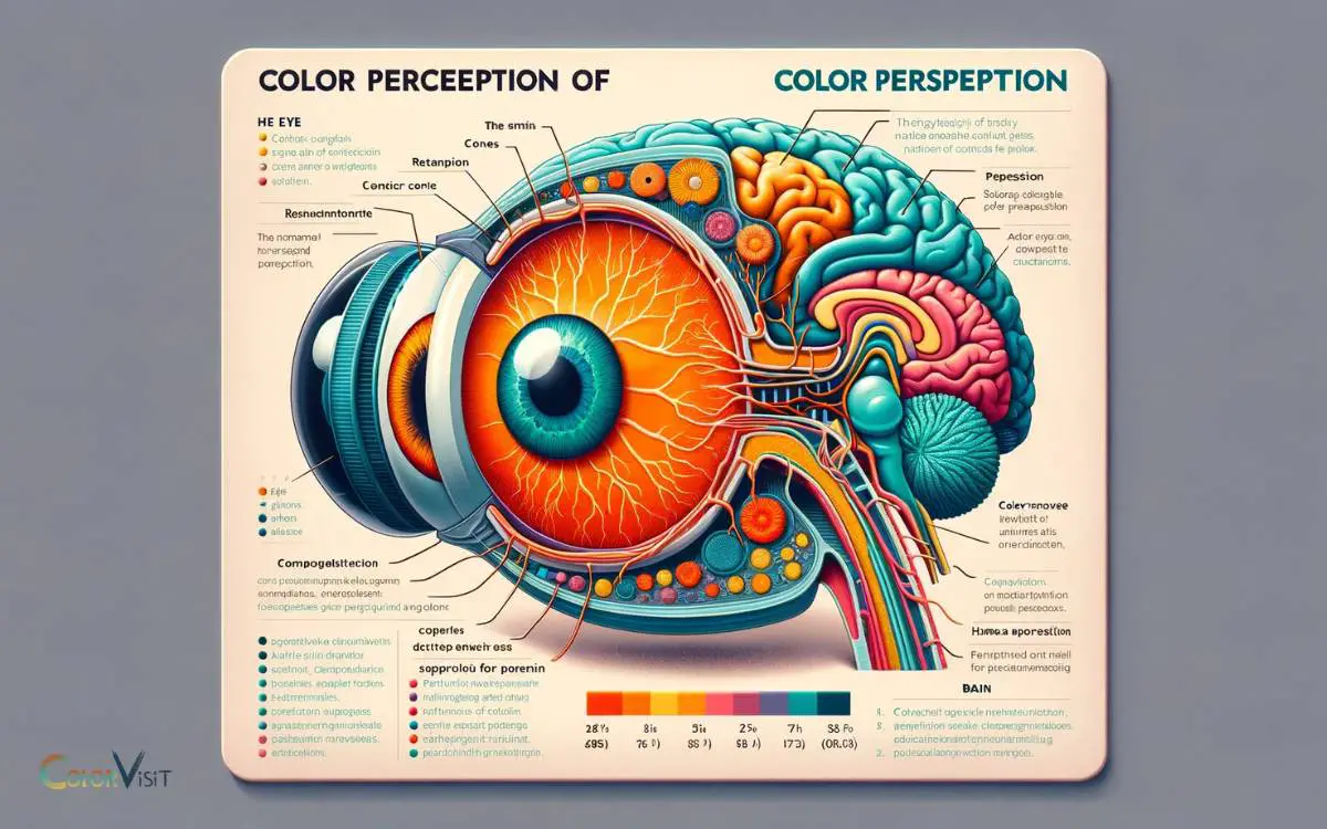 The Physiology of Color Perception