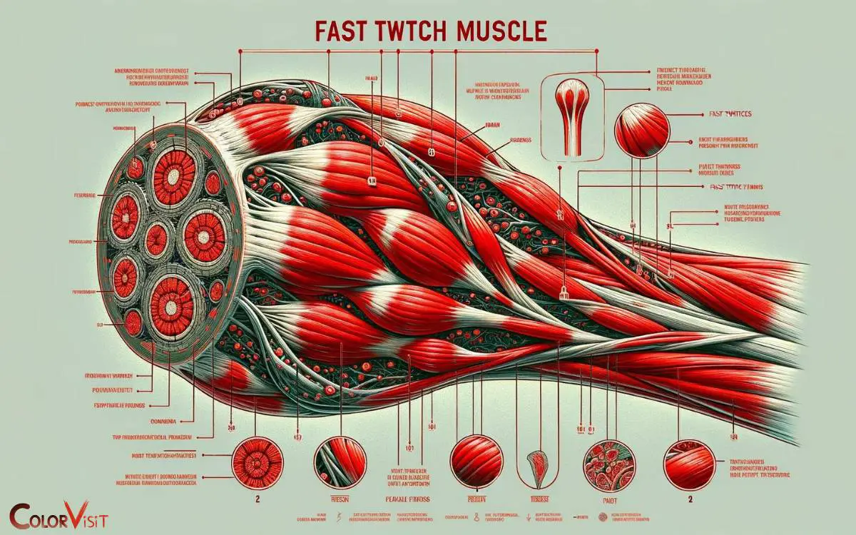 The Physiology of Fast Twitch Muscles