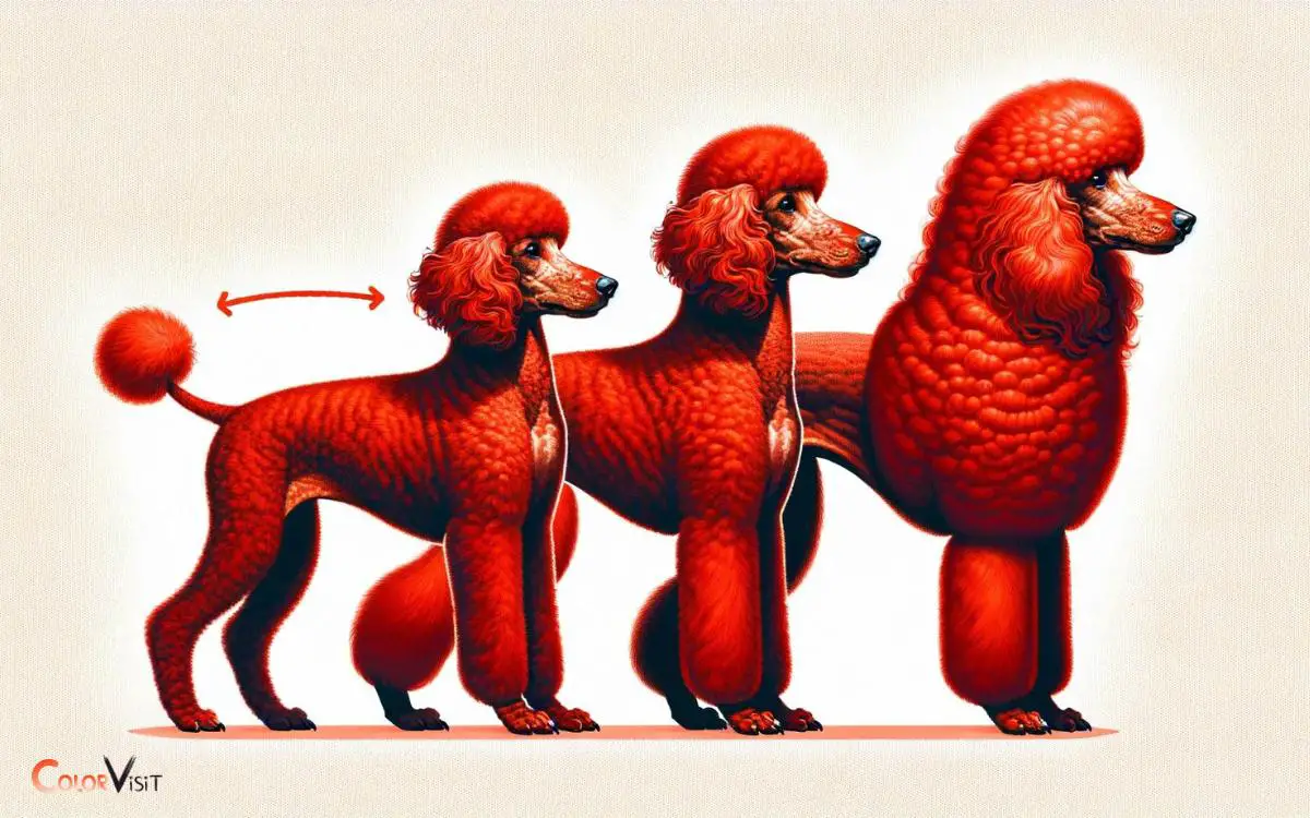 Understanding Coat Evolution in Red Poodles