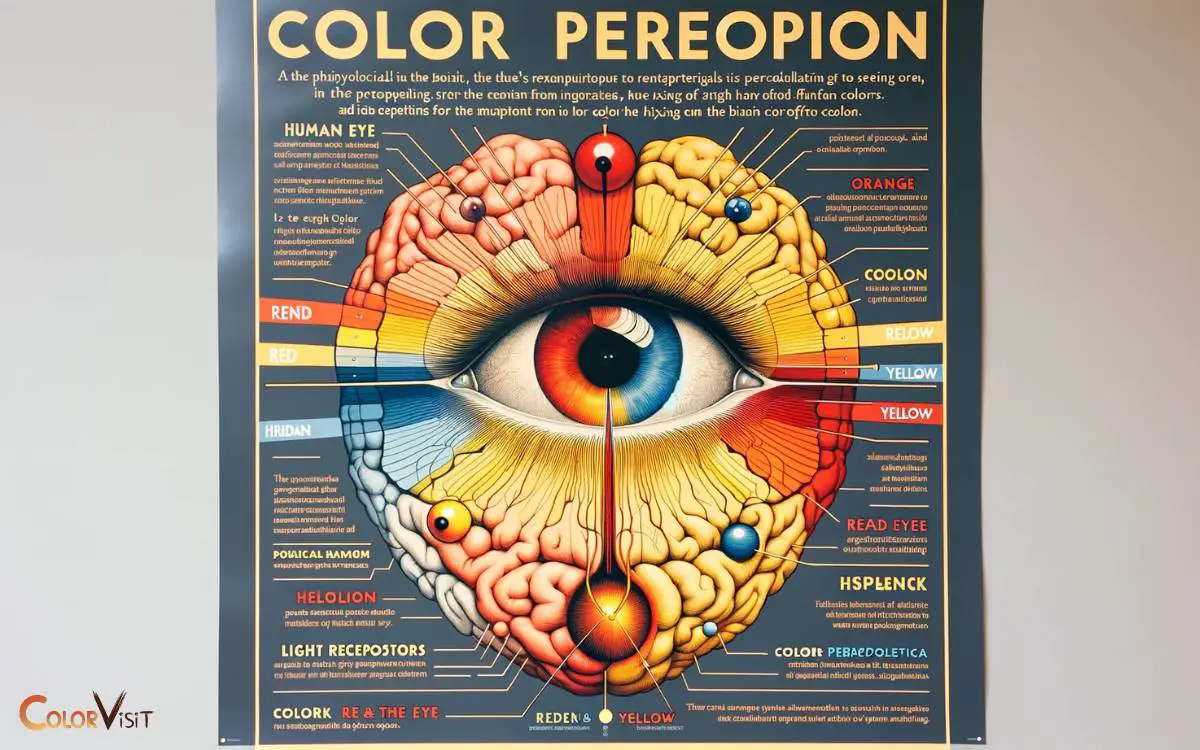 Color Perception Explained