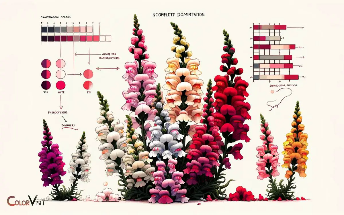 Phenotypic Expression in Snapdragons