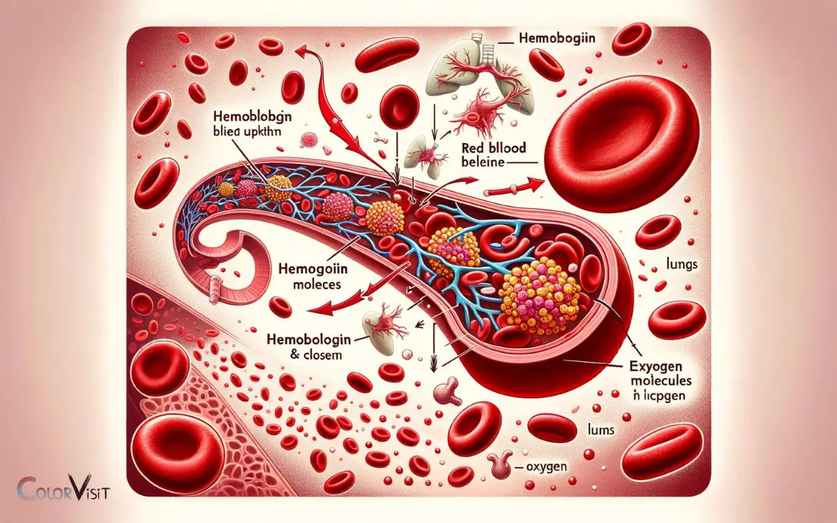 The Role of Hemoglobin in Oxygen Transport