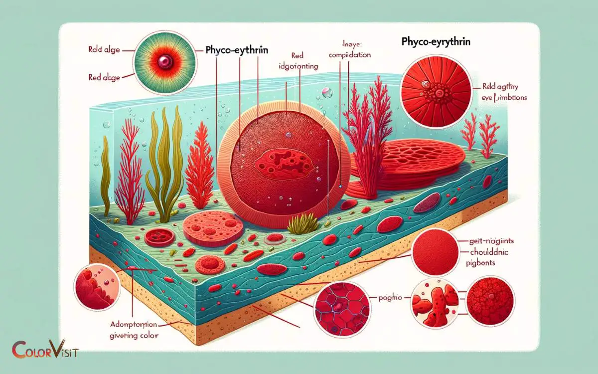 Understanding Red Algae Pigments