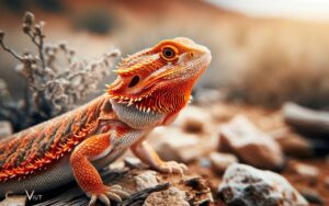bearded dragon color change orange