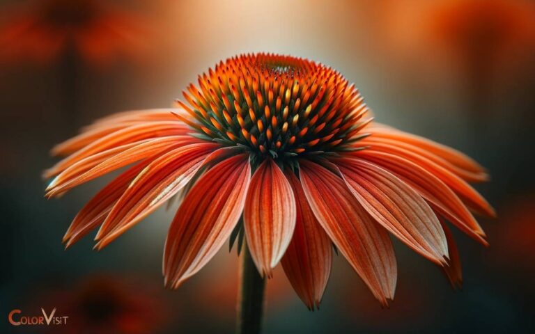 Echinacea Color Coded Orange You Awesome: Explored!